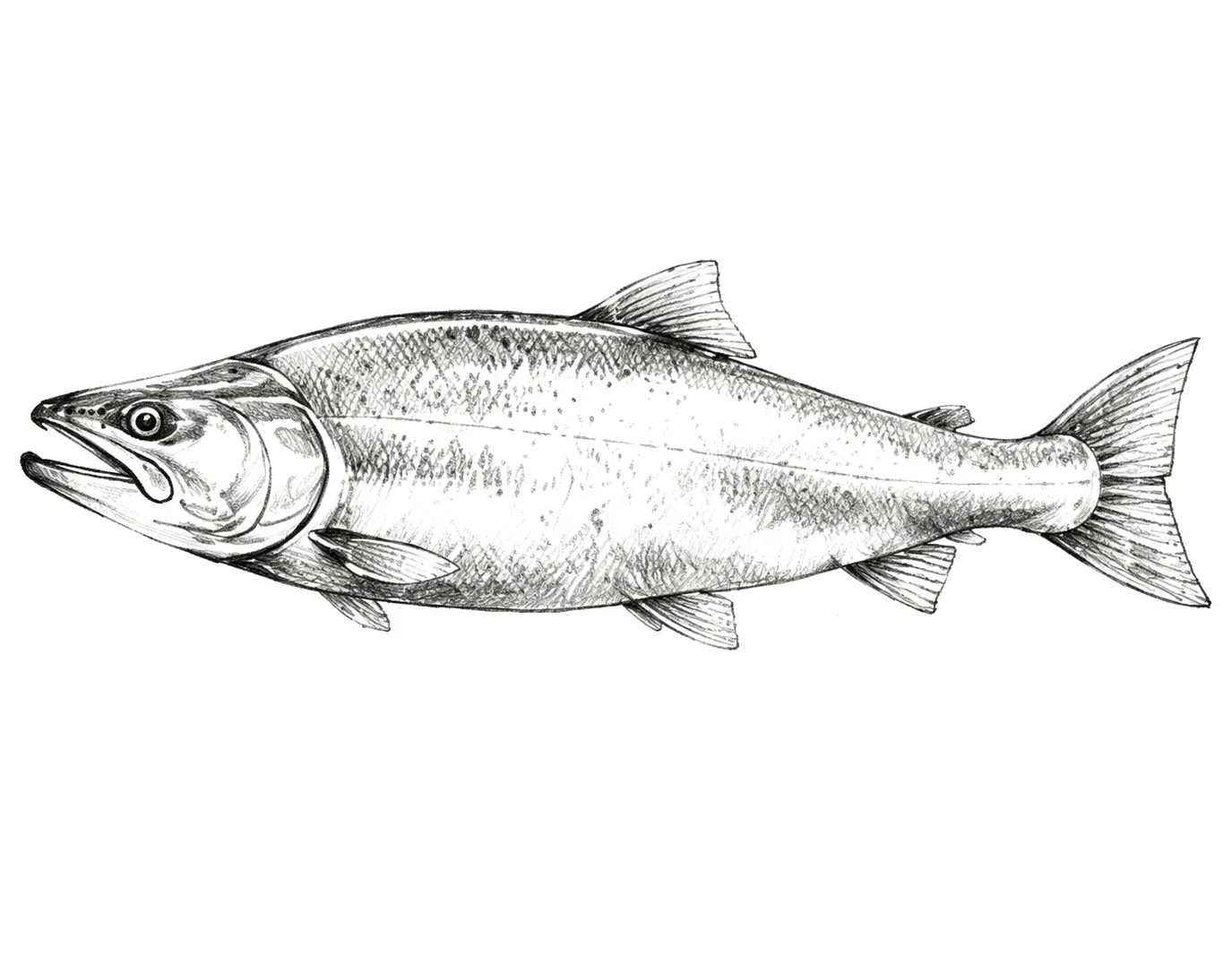 Salmón nadando contra la corriente